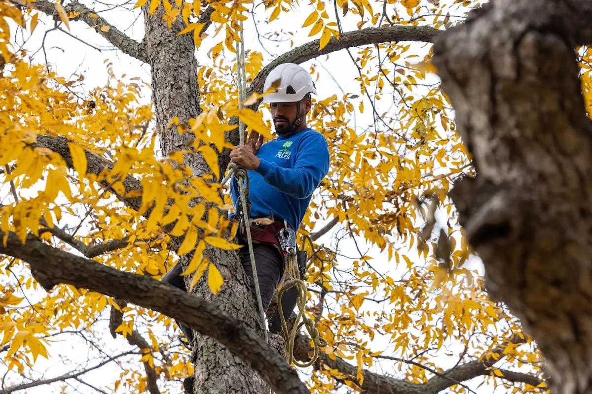 Skilled Storm Damage Cleanup crew working in White Deer